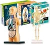 Teng Xin – Explore Science Bone Assembly